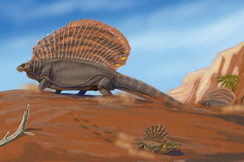 L'édaphosaure, du genre des "reptiles mammaliens", était un herbivore pouvant mesurer jusqu'à 3 mètres de long.