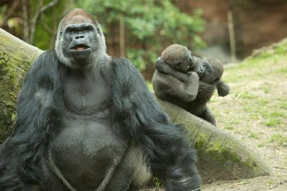 Gorilles au Zoo du Bronx Gorilles au Zoo du Bronx