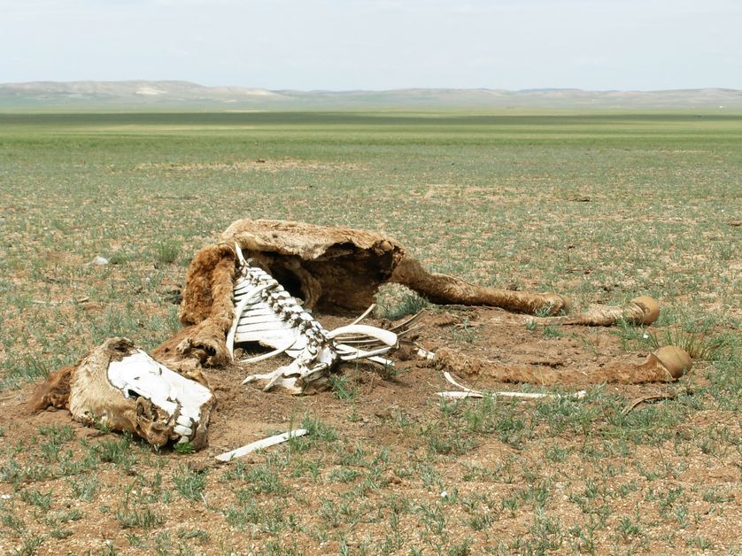Carcasse dans la steppe d'un cheval victime du dzud
