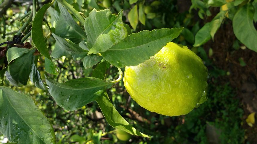 Le terroir de Menton donne des citrons reconnus par les chefs dans le monde entier.