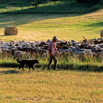 Transhumance dans les Alpes-de-Haute-Provence