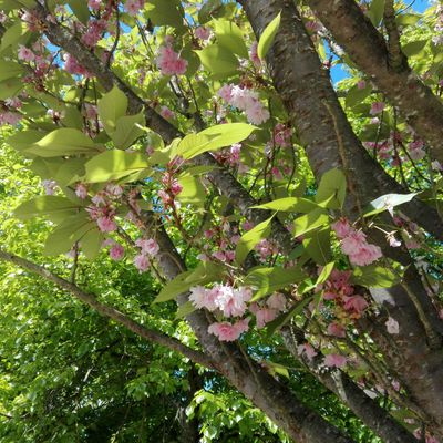 Le cerisier du Japon en fleur