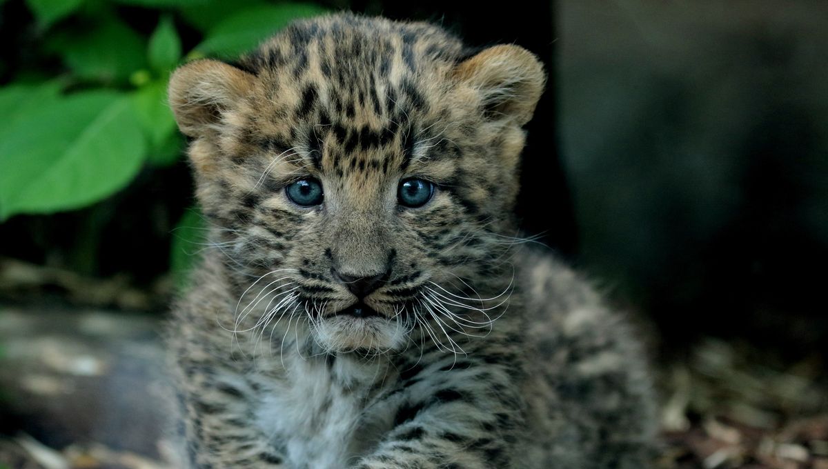 Photos Un Bebe Panthere De Chine Au Zoo Du Jardin Des Plantes A Paris C Est Une Naissance Exceptionnelle Photos Un Bebe Panthere De Chine Au Zoo Du Jardin Des Plantes A Paris C Est Une Naissance Exceptionnelle