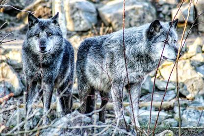 Couple de loups Couple de loups