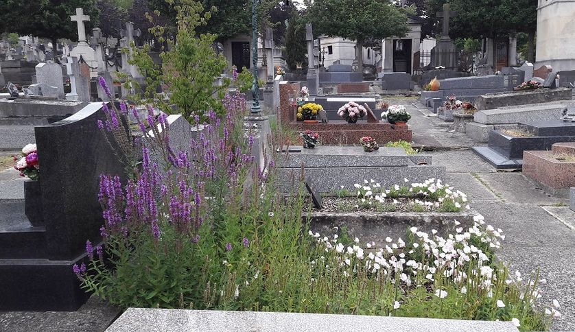 Au cimetières des Gonards, les sépultures qu'on ne visite plus fleurissent quand même