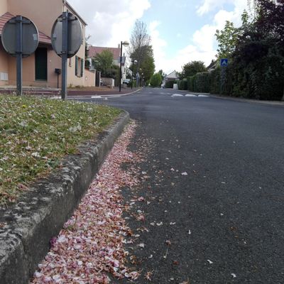 Pétales de fleurs au pied du cerisier du Japon