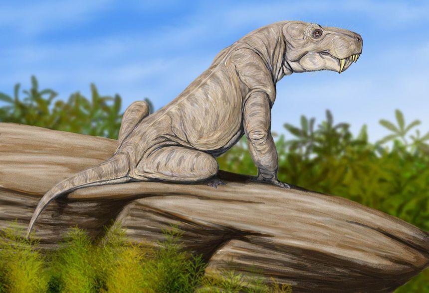 Le Dinogorgon rubigei vivait en Afrique du Sud à la fin du Permien, il y a plus de 252 millions d’années »