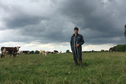 David et les vaches David et les vaches