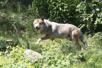 Loup en semi-liberté dans le parc des Angles, Pyrénées-Orientales - 2015 Loup en semi-liberté dans le parc des Angles, Pyrénées-Orientales - 2015