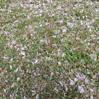 Pétales au sol du cerisier du Japon planté pour Estelle
