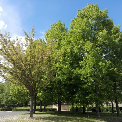 Le cerisier du Japon planté pour Estelle