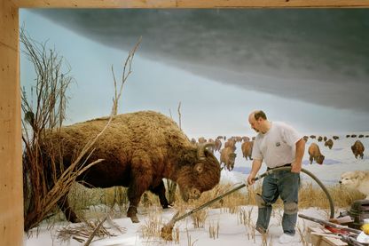 L'exposition "Dioramas" au Palais de Tokyo à Paris. Photo de Richard Barnes, Man With Buffalo, 2007. L'exposition "Dioramas" au Palais de Tokyo à Paris. Photo de Richard Barnes, Man With Buffalo, 2007.