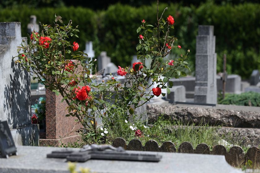 Au cimetière des Gonards, les rosiers vivent entre les sépultures