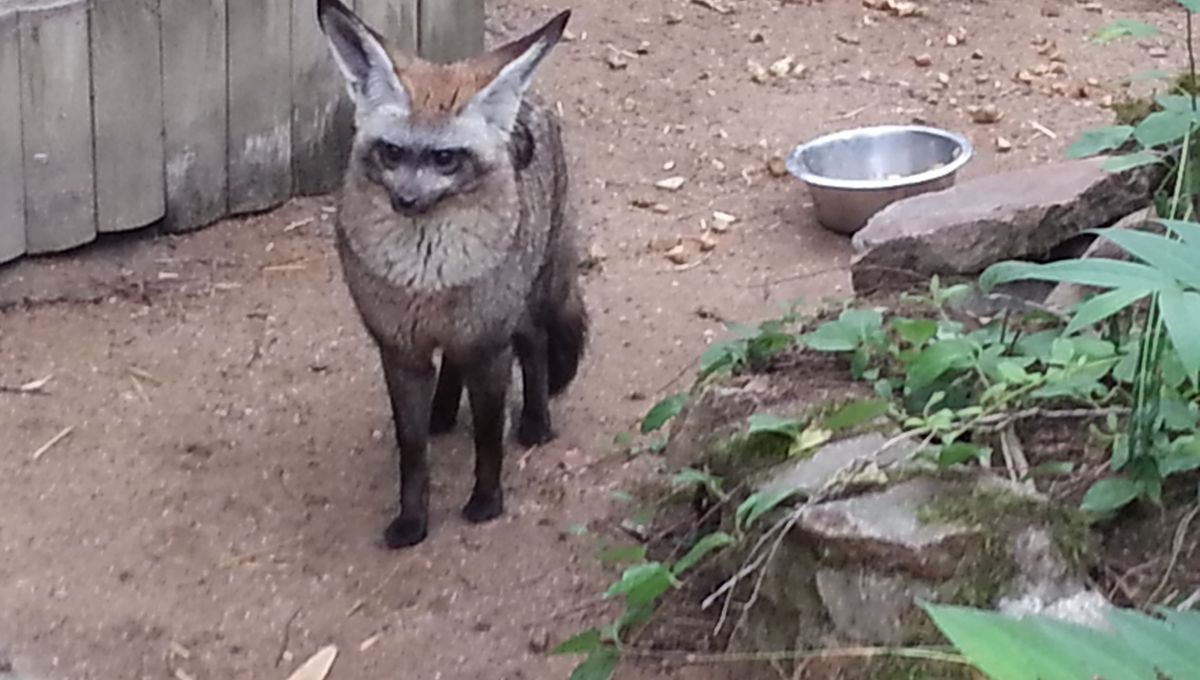 Video Cinq Bebes Otocyons Font Leurs Premiers Pas Au Zoo De La Boissiere Du Dore