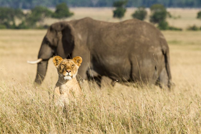 Le lion et l'éléphant sont des espèces menacées.