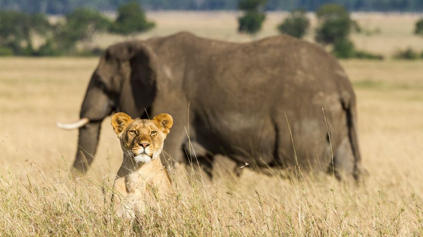 Le lion et l'éléphant sont des espèces menacées.