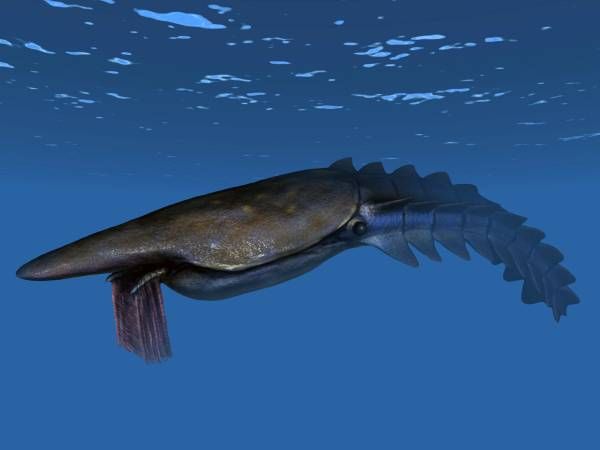 Le Hurdiidé planctonophage trémadocien Aegirocassis benmoulae, un représentant de la grande diversification ordovicienne.