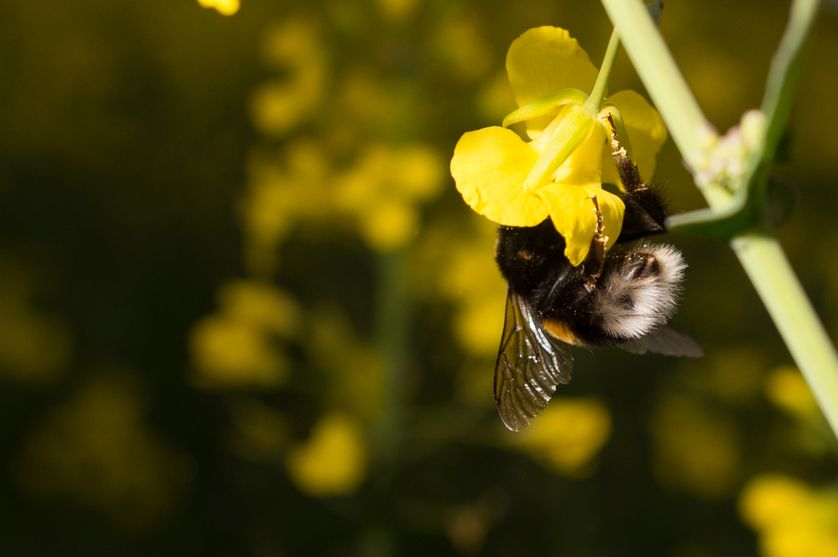 Une abeille butine dans un champ de fleurs près de Konigsborn, Allemagne, 26 avril 2017