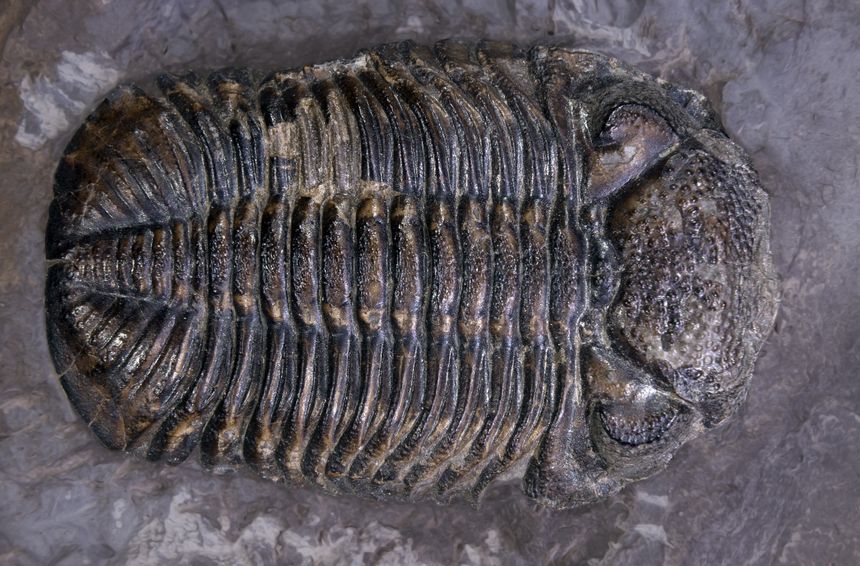 Les trilobites sont des arthropodes marins fossiles ayant existé du Cambrien au Permien.
