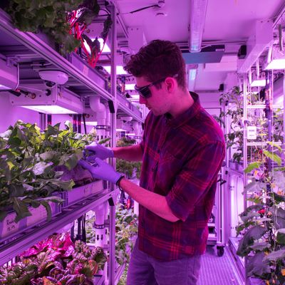 Plantation expérimentale de salades