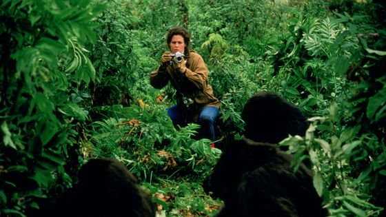 Sigourney Weaver dans "Gorilles dans la brume", le film de Michael Apted (1988) inspiré de l'autobiographie éponyme de Dian Fossey (1932 - 1985) ©Getty - Murray Close