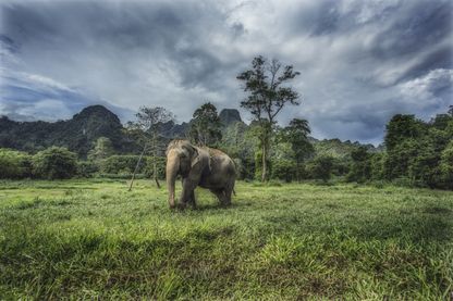 Elephant au Khao Sok National Park (Thaïlande) Elephant au Khao Sok National Park (Thaïlande)