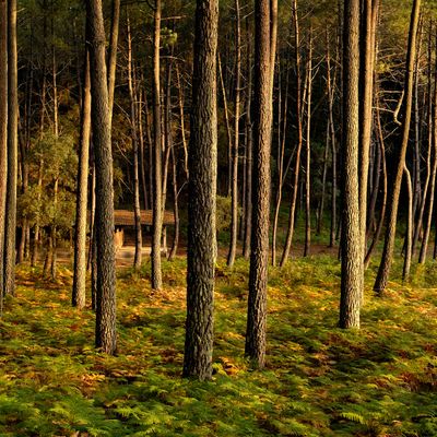 Forêt landaise