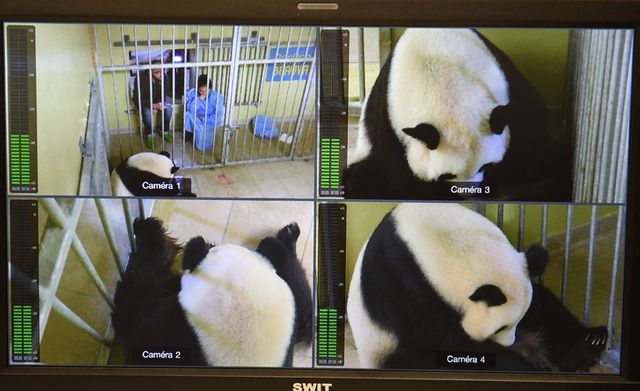 Huan Huan la femelle panda après l'accouchement sur les écrans de contrôle du zoo de Beauval