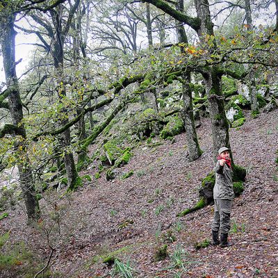 Je suis garde forestier