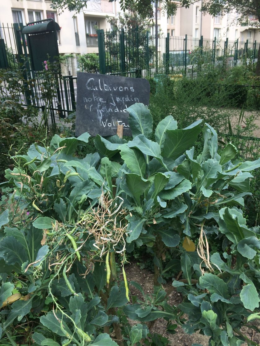 Jardin partagé "le centre de la Terre", square Jules Verne, à Paris.