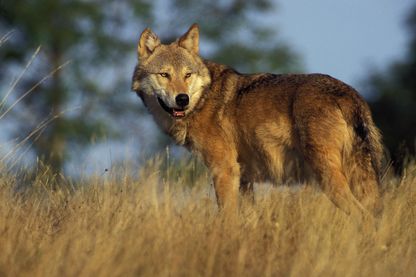 Loup Loup