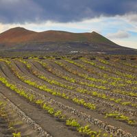 Vignes sur les pentes du volcan à Lanzarote, l'une des Îles Canaries