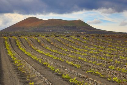 Vignes sur les pentes du volcan à Lanzarote, l'une des Îles Canaries Vignes sur les pentes du volcan à Lanzarote, l'une des Îles Canaries