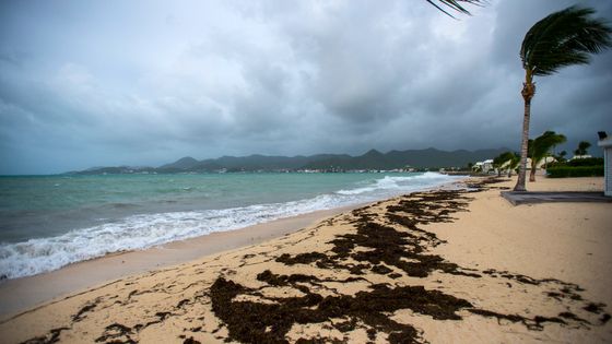Une plage de la baie Nettlé sur l'île de Saint-Martin, avant l'arrivée de l'ouragan Irma ©AFP - LIONEL CHAMOISEAU