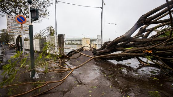 Un arbre déracinée sur le Boulevard Chanzy à Pointe-à-Pitre le 19 septembre, en Guadeloupe après le passage de l’ouragan Maria. ©AFP - CEDRICK ISHAM CALVADOS
