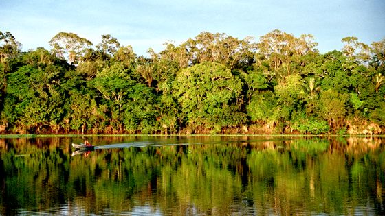 L'Amazonie couvre 5% de la surface terrestre mondiale. Est-elle plus que jamais en danger ? - CC