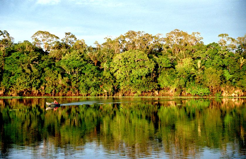 Foret Amazonienne A Bout De Souffle