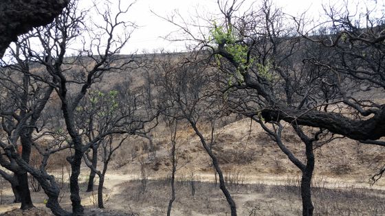 1700 hectares sont partis en fumée à Bormes-les-Mimosas en juillet 2017, pourtant la nature reprend ses droits ©Radio France - Sandy Dauphin