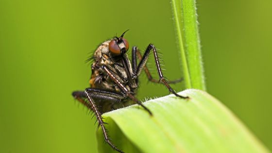 Diptère prédateur de mouches: l'empis, posé sur une graminée. ©Maxppp - SIMON LUC