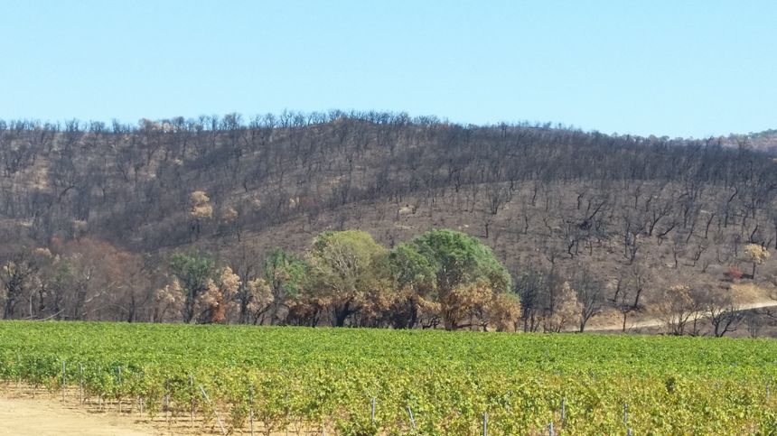 Au dessus des vignes, la colline entière offre un paysage de terre brûlée