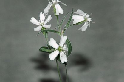 Toute première fleur ressuscitée par les Russes proche de l'actuelle Silene stenophylla, mais ce pourrait être une espèce distincte. Toute première fleur ressuscitée par les Russes proche de l'actuelle Silene stenophylla, mais ce pourrait être une espèce distincte.