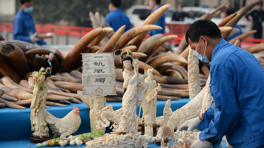 Saisie, avant destruction, de produits en ivoire dans la ville de Dongguan, au sud de la Chine, 6 janvier 2014