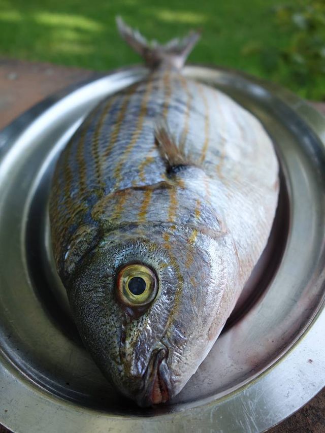 Saupe de vendange