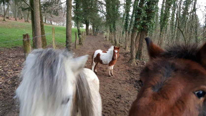 Le monde des végans sera-t-il un monde sans poney ?