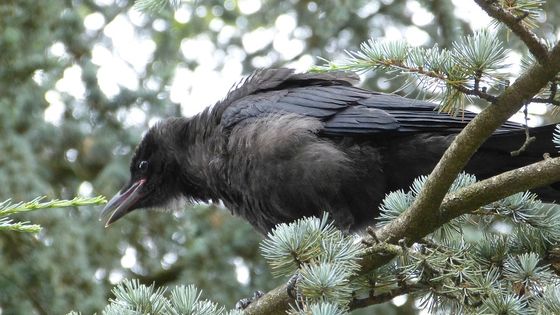 Malin comme un corbeau - CC