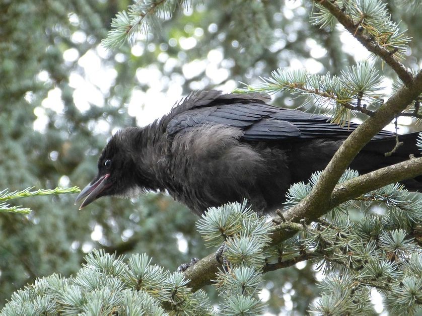 Malin comme un corbeau