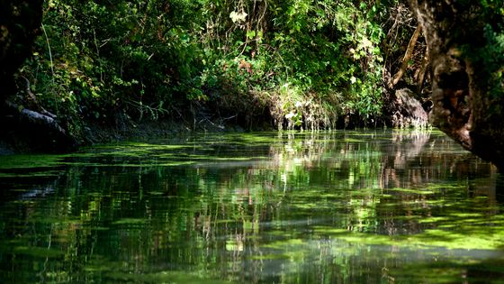 CONCHE DU MARAIS SAUVAGE, MARAIS POITEVIN, POITOU, VENDEE (85), PAYS DE LA LOIRE, FRANCE ©AFP - Philippe Roy / Aurimages