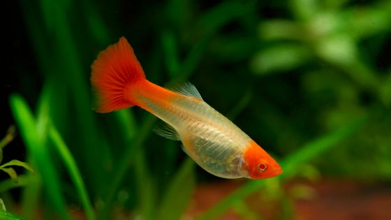 Photo d'un poisson "guppy" dans un aquarium - BRUNO CAVIGNAUX / BIOSPHOTO