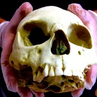un crâne vieux de 1650 ans, témoin des invasions orientales ?
