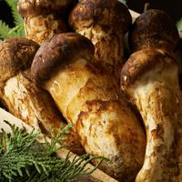 les champignons matsutake sur des branchages de pin